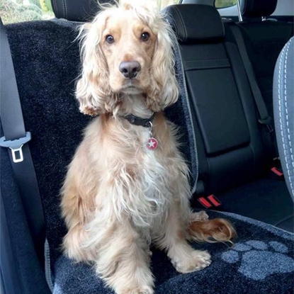 Picture of Paw Pattern one seat cover